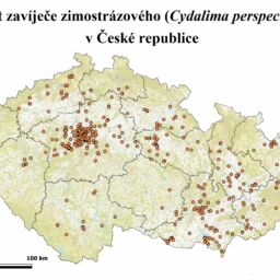 Vyskyt-zavijece-zimostrázoveho-Cydalima-perspectalis-v-Ceske-republice