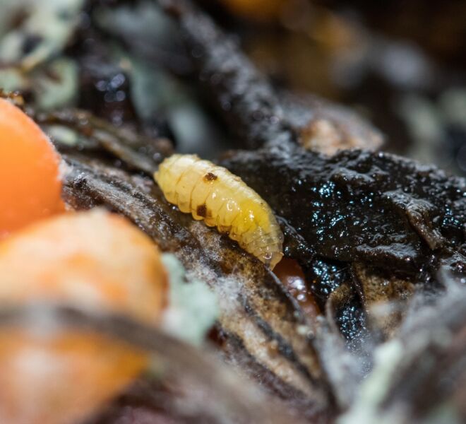 rhagoletis-batava_larva