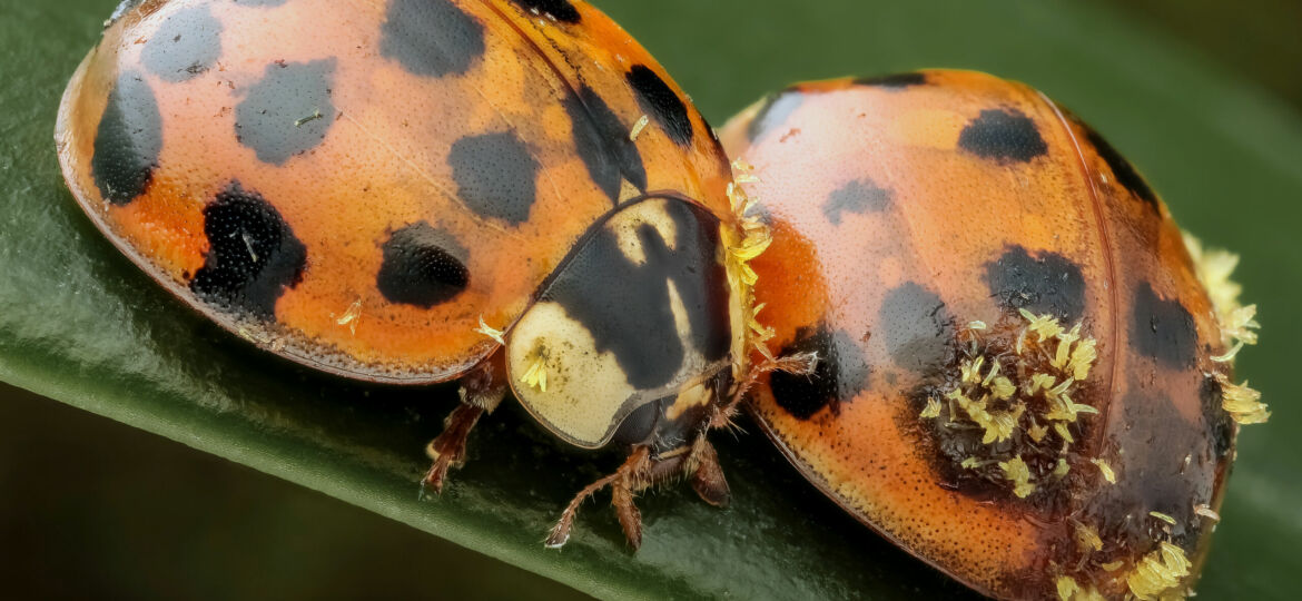 Hesperomyces virescens Harmonia axyridis duo not tagged