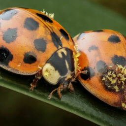 Hesperomyces virescens Harmonia axyridis duo not tagged