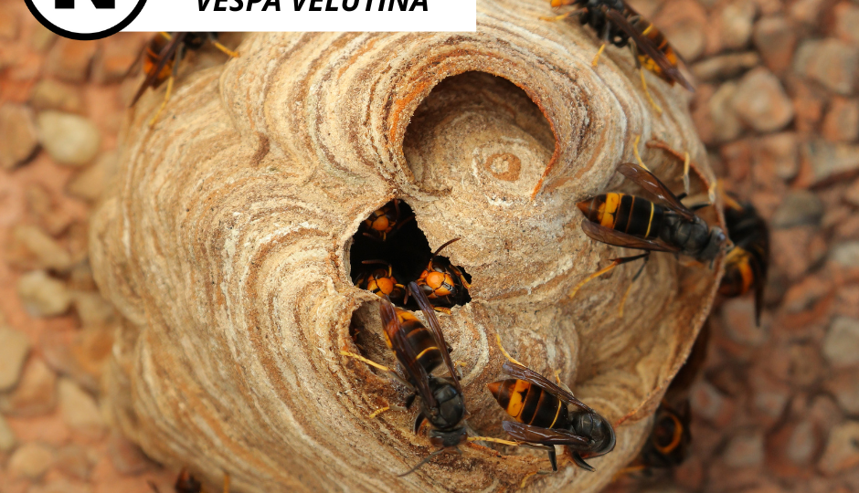 sršeň asijská Vespa velutina