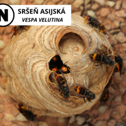 sršeň asijská Vespa velutina