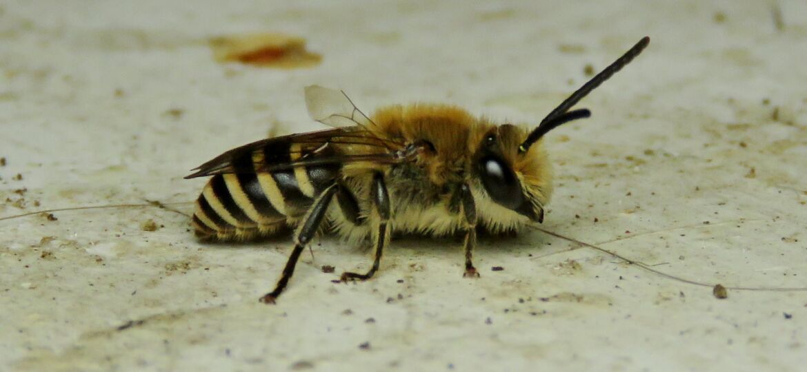 colletes-hederae