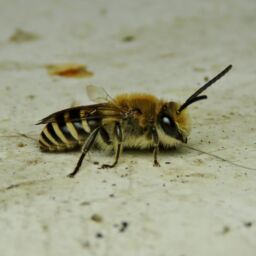 colletes-hederae