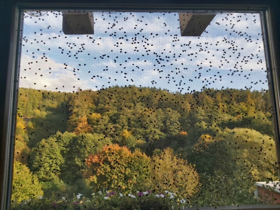 Berušky 6. 10. 2022