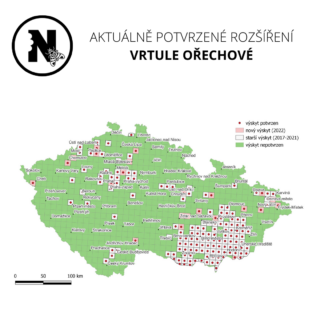 vrtule ořechová 25.11.2022 