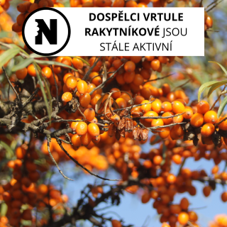 vrtule rakytníková 2.8.2024 